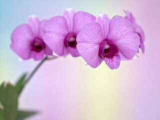 Fototapeta na wymiar Closeup macro petals purple cooktown orchid ,Dendrobium bigibbum orchid flower plants and soft focus on sweet pink blurred background, sweet color for card design