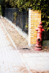 Obraz premium Red fireplug on the street - fire brigade, fire prevention