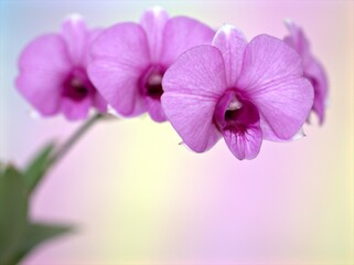 Closeup macro petals purple cooktown orchid ,Dendrobium bigibbum pink orchid flower plants and soft focus on sweet pink blurred background, sweet color for card design