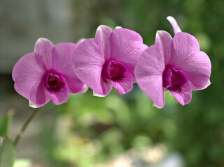 Closeup macro petals purple cooktown orchid ,Dendrobium bigibbum pink orchid flower plants and soft focus on sweet pink blurred background, sweet color for card design