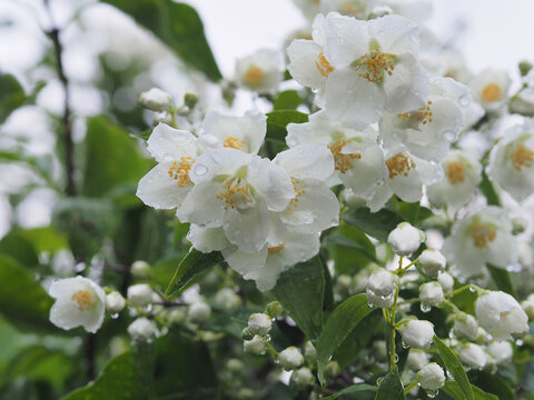 Hydrangeaceae shrub with white Jasmine flowers in the garden in summer with drops after rain. Beautiful fragrant plant for Park decoration