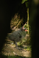 bird, natur, tier, wild lebende tiere, taube, black, gras, wild, green, schnabel