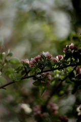 blooming wild apple tree in spring