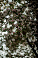 blooming wild apple tree in spring