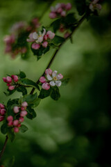 blooming wild apple tree in spring