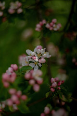 blooming wild apple tree in spring