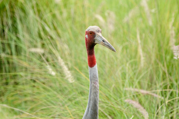 Grus antigone close up eye