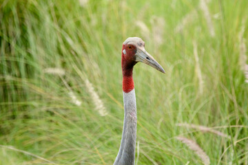 Grus antigone close up of eye