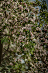 blooming wild apple tree in spring