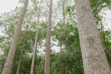 Fototapeta premium Dipterocarpus or Yang Na in the forest