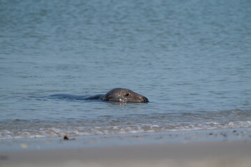 One Grey Seal, Halichoerus grypus. Swimming in the sea with head above water