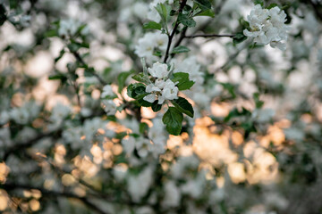 blooming wild apple tree in spring at sunset