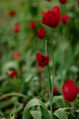 red blooming tulips in spring in the garden