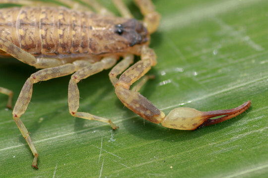 A Scorpion Pincer Pedipalp Up Close. Leiurus Hebraeus, The Hebrew Deathstalker Or Israeli Yellow Scorpion