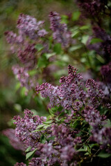 Obraz premium blooming wild lilac in spring in the garden