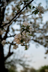 Blooming apple tree in the garden in spring. Evening shooting sunset