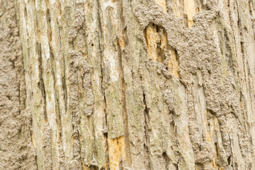 Teak tree bark texture fine quality wood	