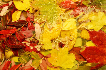 A bunch of autumn yellow and red colorful leaves in the water