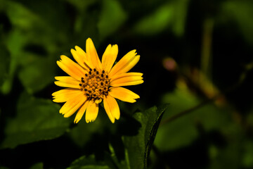 Singapore daisy flower in focus with green leaves all around it. Yellow flowers