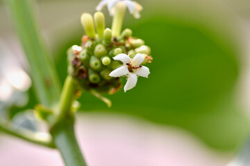 Morinda citrifolia fruit and flowers
