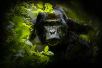 Portrait of a silverback mountain gorilla (Gorilla beringei beringei), Bwindi Impenetrable Forest National Park, Uganda.	
