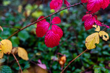 red autumn leaves