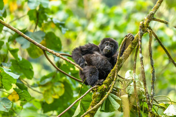 Portrait of a baby mountain gorilla (Gorilla beringei beringei), Bwindi Impenetrable Forest National Park, Uganda.	