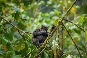 Portrait of a baby mountain gorilla (Gorilla beringei beringei), Bwindi Impenetrable Forest National Park, Uganda.	
