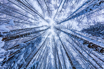 Walking in a Snow Forest, Squak Mountain Fireplace Trail, Washington