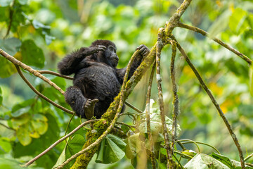 	
Portrait of a baby mountain gorilla (Gorilla beringei beringei), Bwindi Impenetrable Forest National Park, Uganda.	

