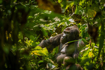 Portrait of a silverback mountain gorilla (Gorilla beringei beringei), Bwindi Impenetrable Forest National Park, Uganda.	
