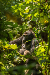 Portrait of a silverback mountain gorilla (Gorilla beringei beringei), Bwindi Impenetrable Forest National Park, Uganda.   © Gunter