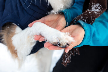 Woman holding a dog paw with frozen and icy chunks of ice