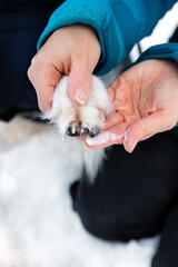 Female hands putting some paw balm lotion on her dogs paw, protection and care at the winter season