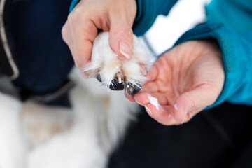 Woman holding a dog paw with icy and salty chunks, paw balm for protection at the walk