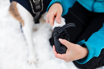 Woman dressing dog booties or shoes at the dog paws, protection at winter season
