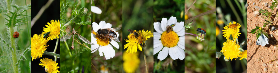 Bichos, insectos