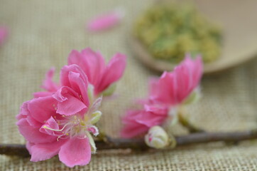 Fototapeta na wymiar pink flowers on wooden background