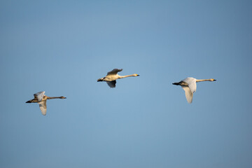 ハクチョウ！早朝、餌場に向かう。
今年生まれた子供も、親の後ろを一生懸命に追っています。