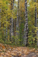 autumn in the forest