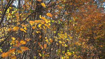 autumn leaves background