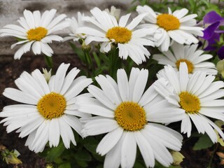 Wunderschöne weiße Blüten