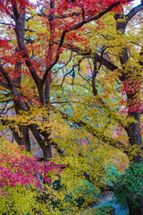 金毘羅さんの裏参道を見下ろすカラフルな紅葉