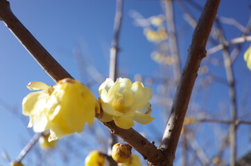 Light Yellow Flowers of Wintersweet in Full Bloom
