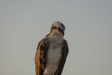 sea eagle sits on the beach and looks down