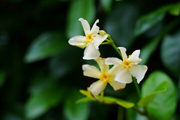 Obraz na płótnie Canvas テイカカズラの芳香がある白い花が咲く