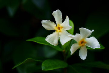 テイカカズラの芳香がある白い花が咲く