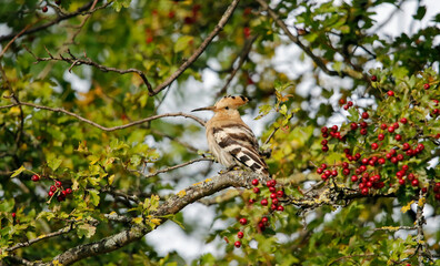 Eurasian hoopoe preening in a tree in Yorkshire UK