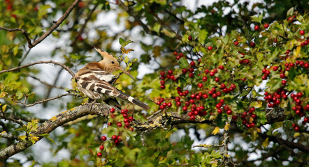 Eurasian hoopoe preening in a tree in Yorkshire UK