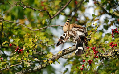 Eurasian hoopoe preening in a tree in Yorkshire UK